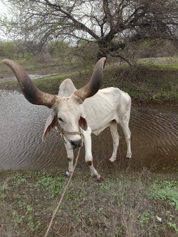 બળધ વેચવાનો સે