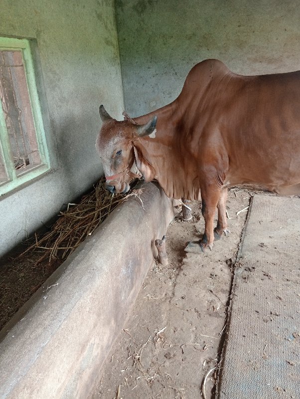 ગીર ગાય વેચવાની...