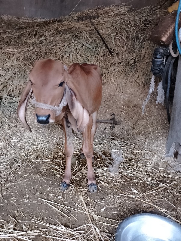 વાછડો