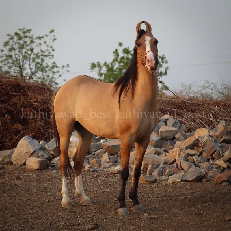 ગાય ના સાટા મા...