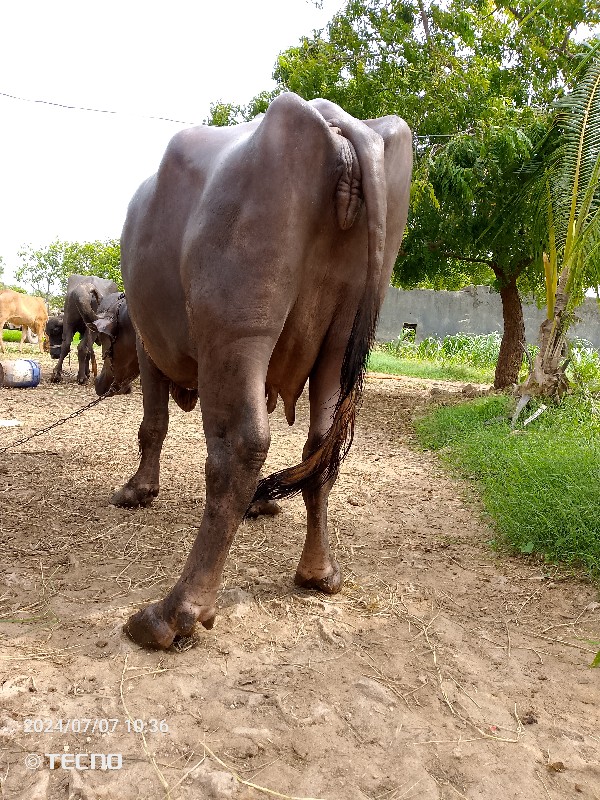 ભેંસ વેચવાની. છ...