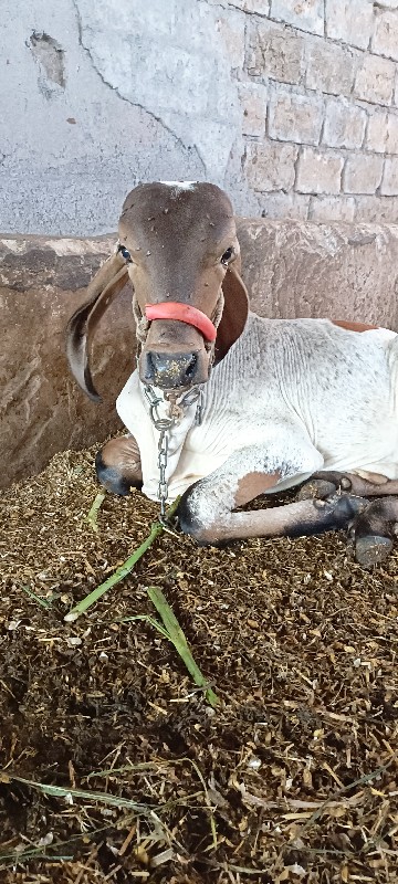 લીલડૉ વાછડૉ  દૅ...