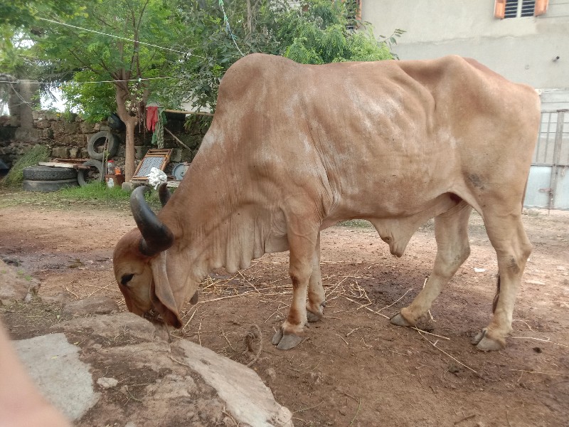 બળદ વેચવાનો છે