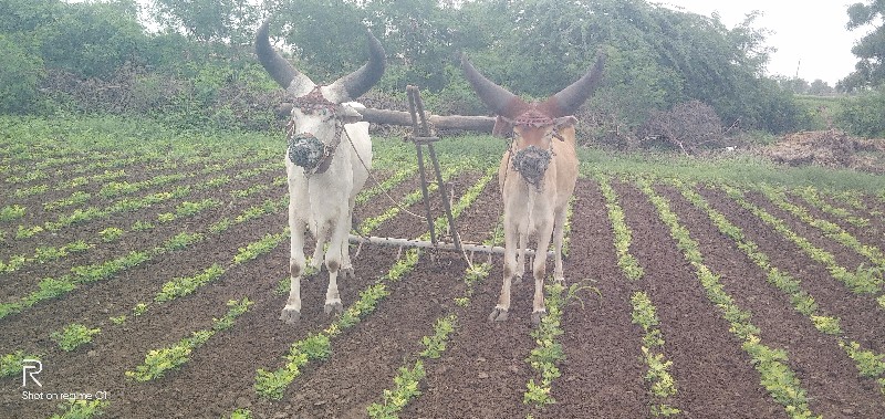 વૈષવાના છે વાવણ...