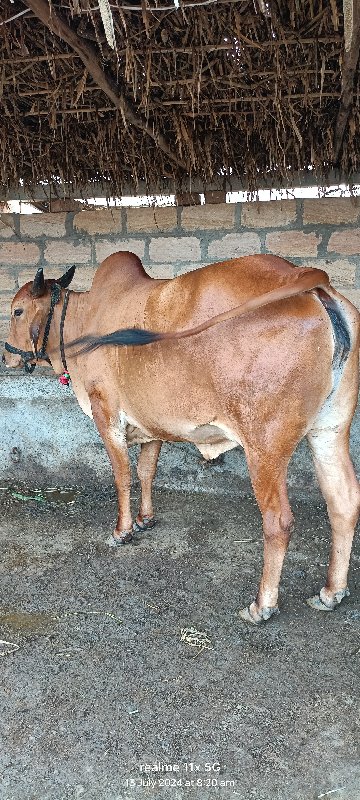 દેશી હોળકી વેચવ...