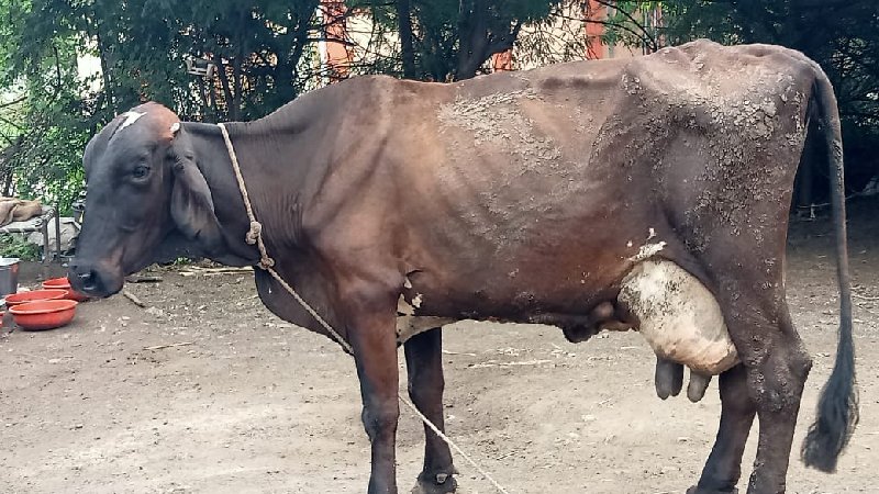 જર્સી ગાય વેચવા...