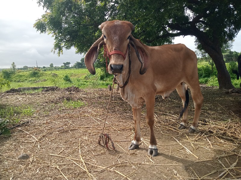 વાછડી વેચવાની છ...