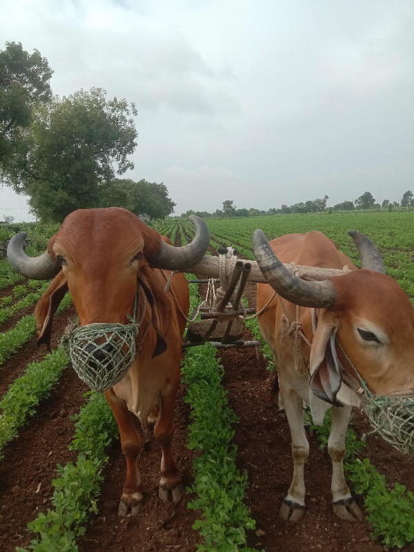 બળદ વેસવાનાસે