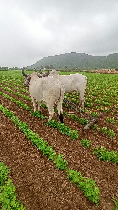 ગોધલા વેચવાના છ...