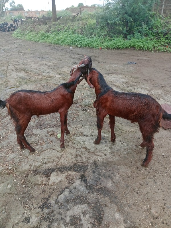 બેબેકણવેચવાનાછે