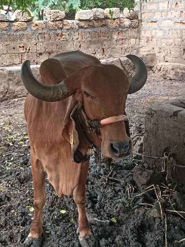 ખાભડી છે🐄