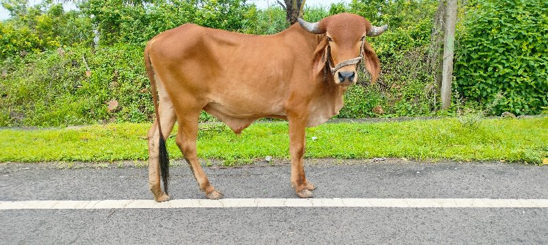 ગોંધળો  વેશ વાન...