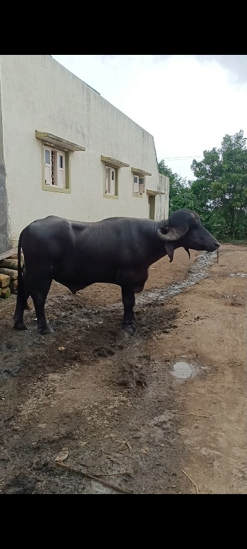 રાજુ વાઘ