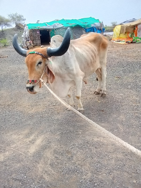 કોયલા