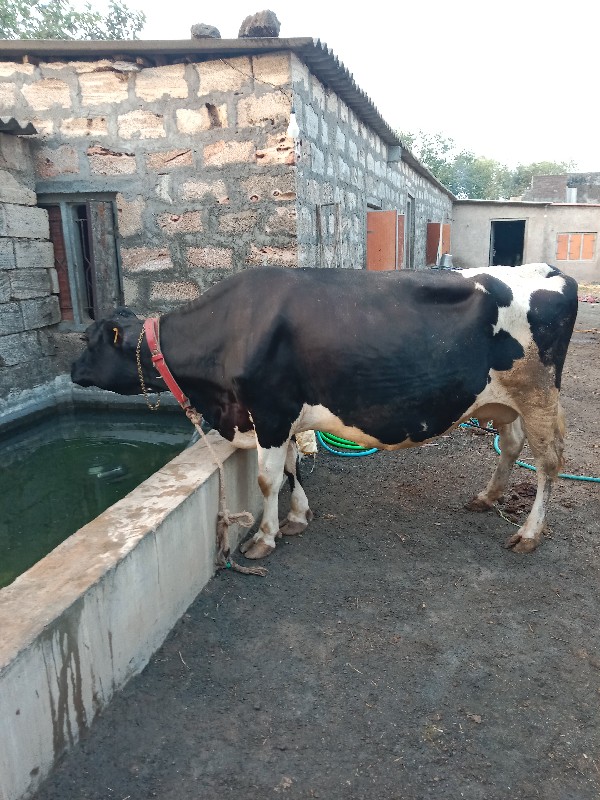 ગાય દેવાની છે