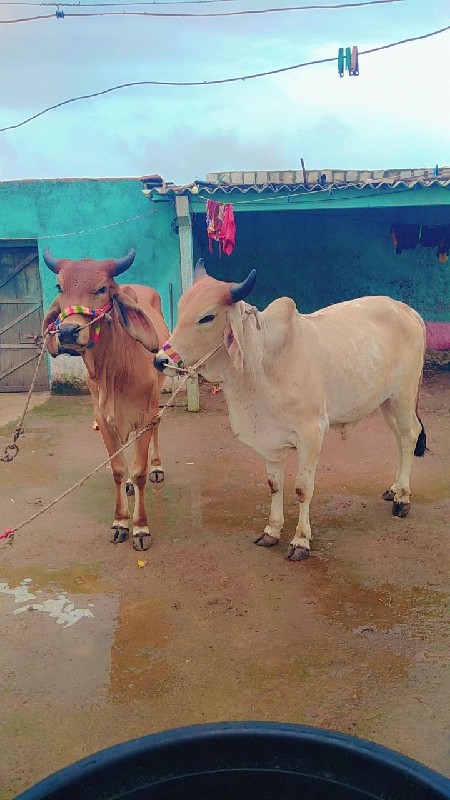 ગોધલા વેચવાના છ...