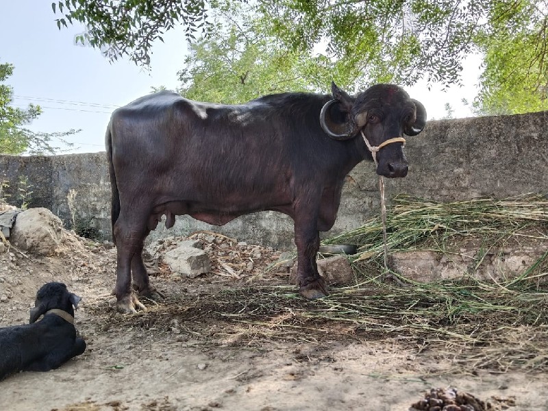 ભેંસ દેવાની છે.