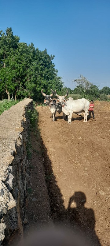 બળદ વેચવાના શે