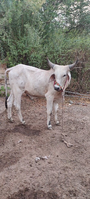 ધોધલો વેચવાનો છ...