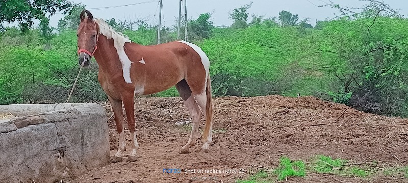 ઘોડી વેચવાની છે