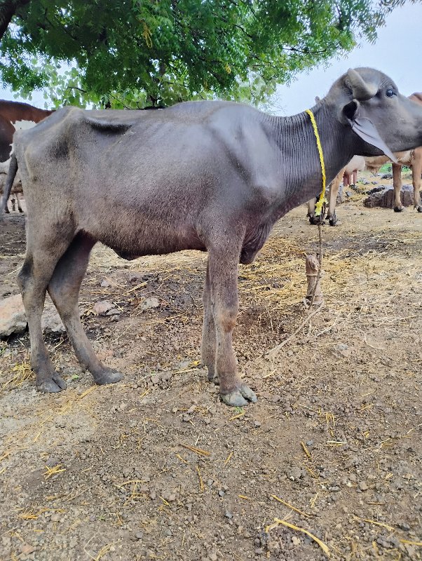 બે પાડયુ વેચવાન...