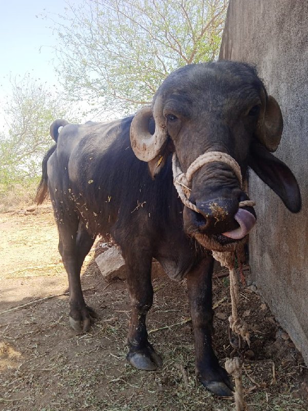 પેલું વેતર ખડેલ...