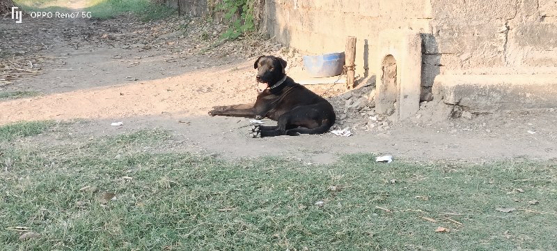 ગ્રેડેન્ન લેબ્ર...