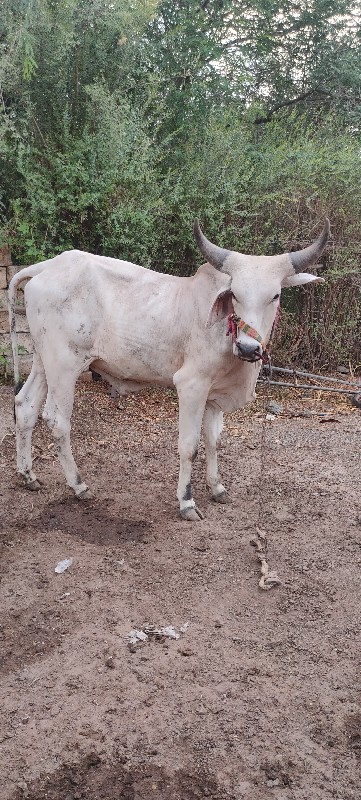 ધોધલો વેચવાનો છ...