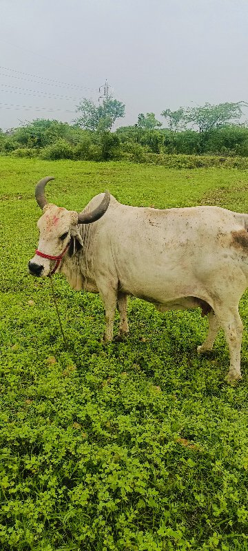 ગાય વેશવાની છે