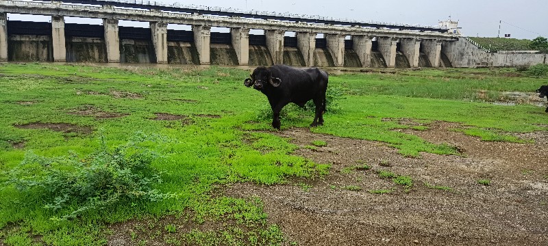 પાડો