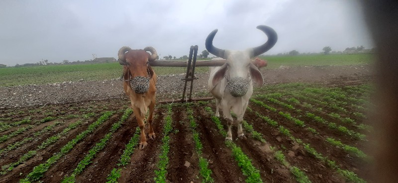 બળદ વેચવાના છે