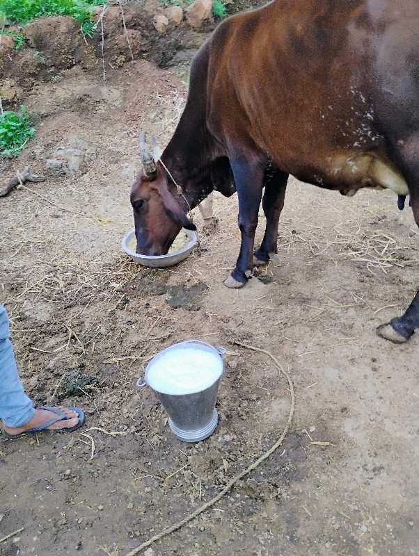 જરસી ગાય વેચવાન...