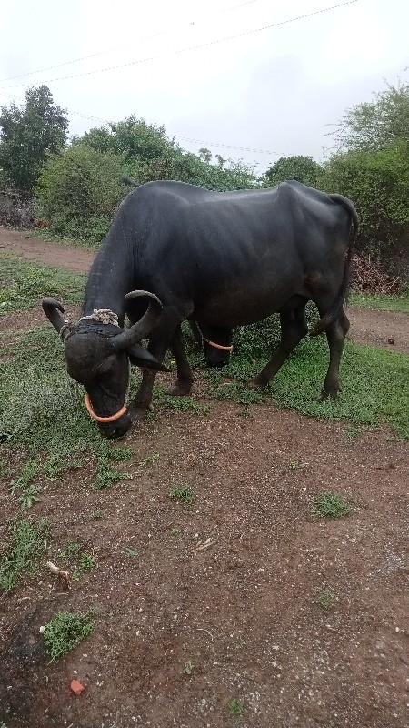 બીજા વેતનની છે...