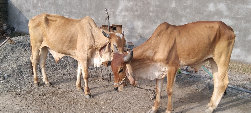 ગોઢલા વેશવાના છ...