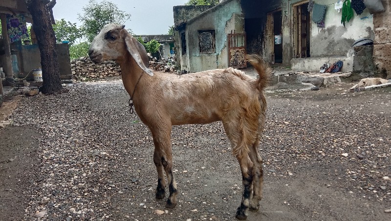 આ. બચી  વેચવાની...