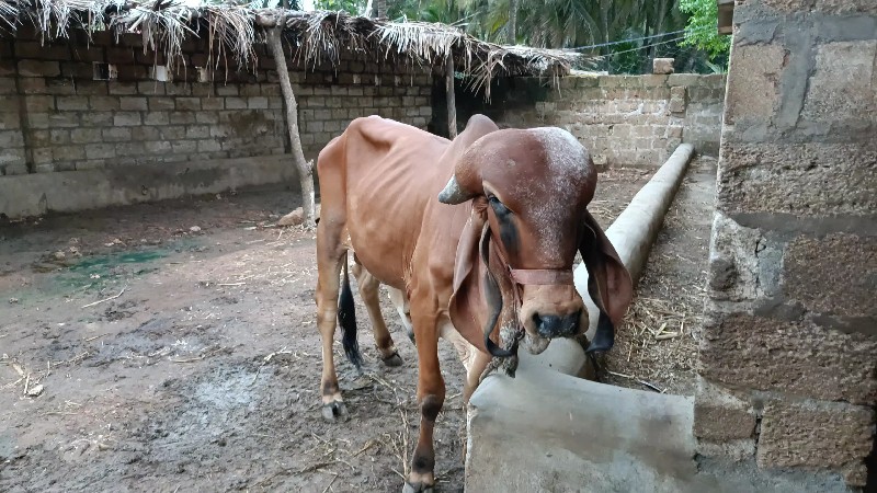 ગીર  બુલ વેચવાન...