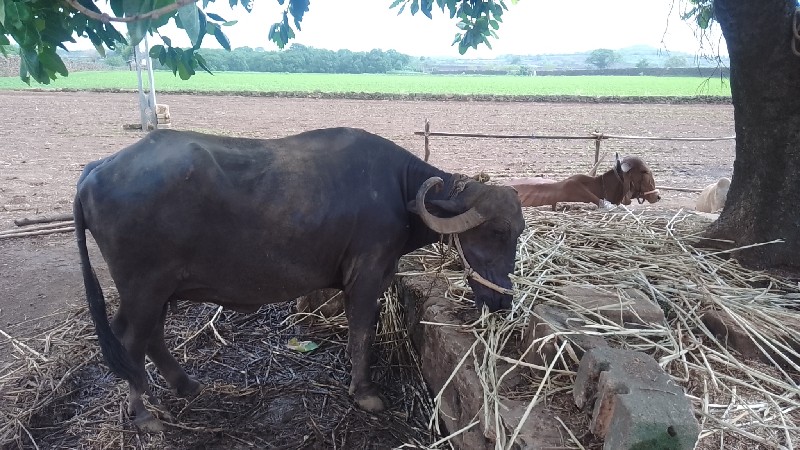 પરમાર ધીરૂભાઈ