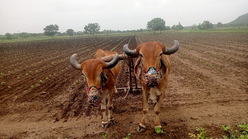 બળદ વેસાવ છે હા...