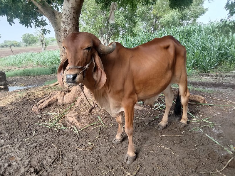 બળદ વેચવાનો છે