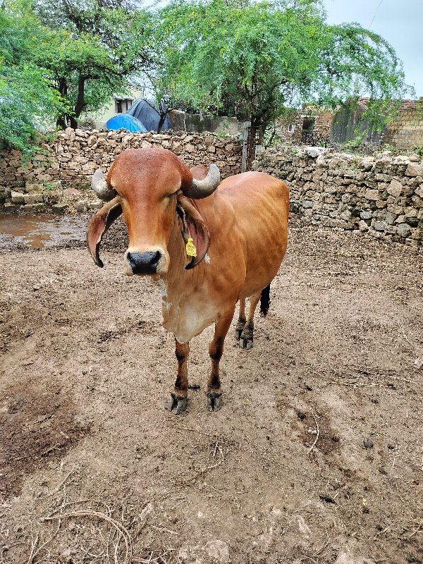 ગાય વેચવાની છે