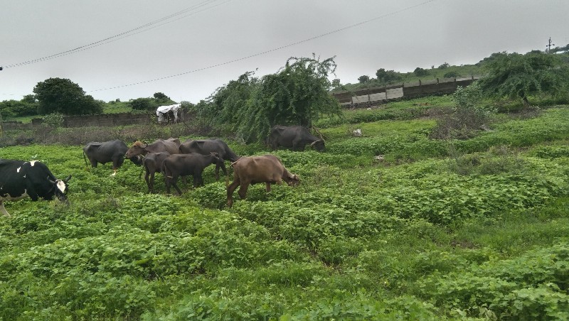 બધી ભેસો વેચવાન...