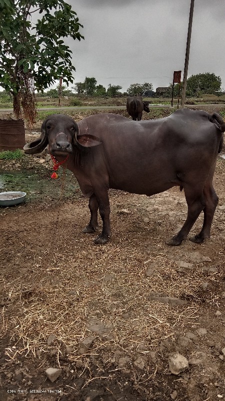 ખડેલી