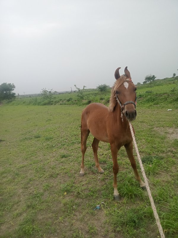 આ ગોળી વેચવાની...