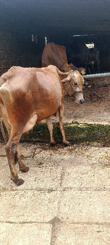 ગીર ક્રોસ વેચવા...