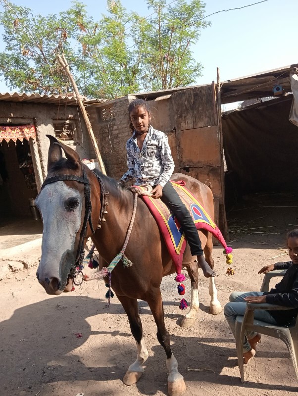 સાટુકવાનુછેઘોડી...