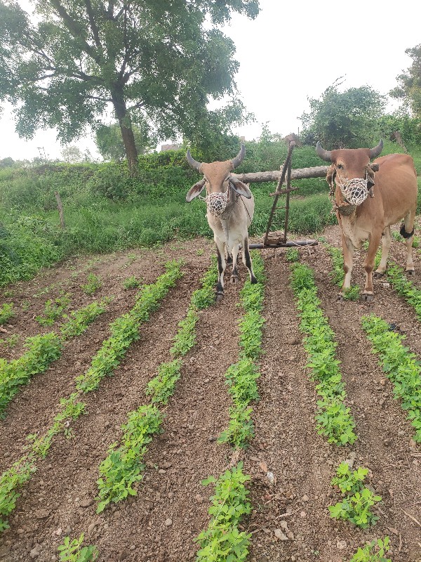 વેચવાના છે