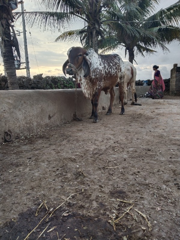 hodaki vehavani...