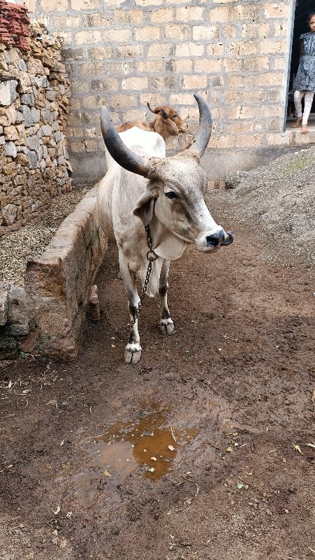 ગાય વેચવાની છે