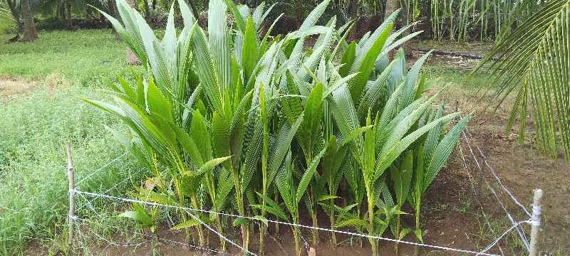 🌴  લોટણ નાર્યેલ...