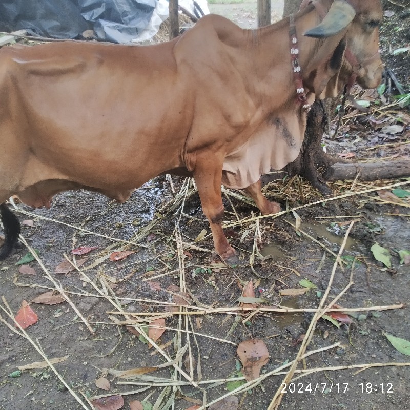 ગાય વેચવાની છે